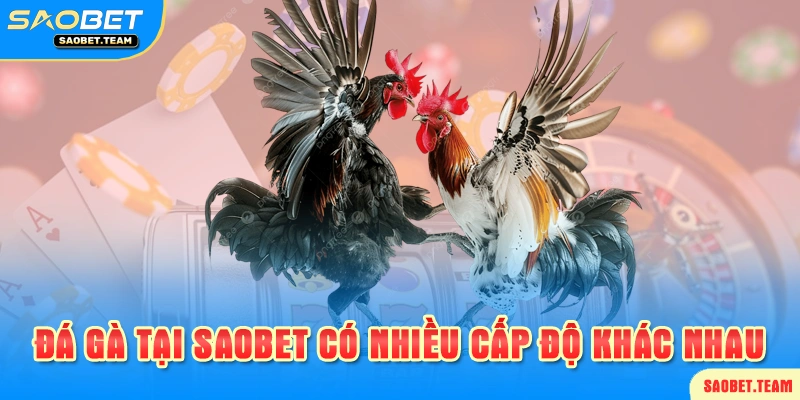 nhà cái cung cấp nhiều sảnh cược khác nhau