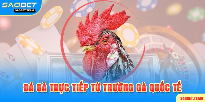 Sảnh cá cược chọi kê trực tiếp tại SAOBET