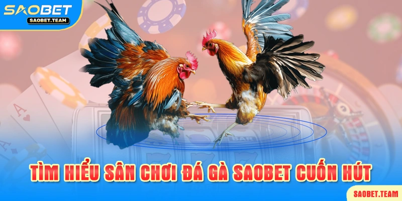 Giới thiệu về sảnh đá gà saobet