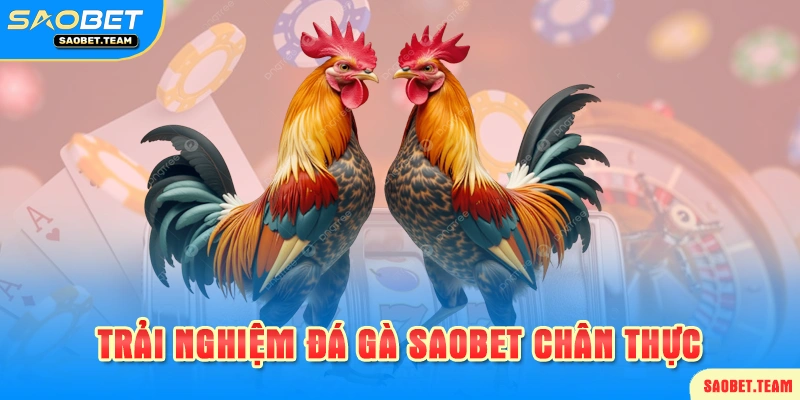 chơi đá gà saobet như ngoài đời thực